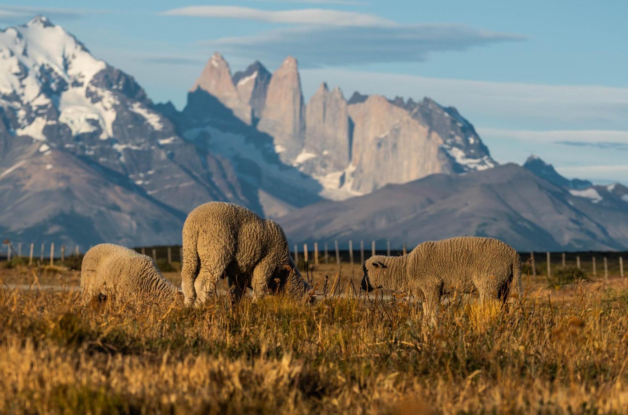 Estancia Cerro Guido Torres del Paine National Park Exterior photo